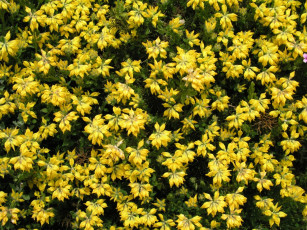 Картинка цветы