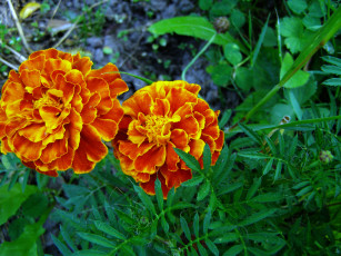 Картинка цветы бархатцы