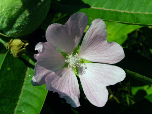 обоя цветы, лаватера