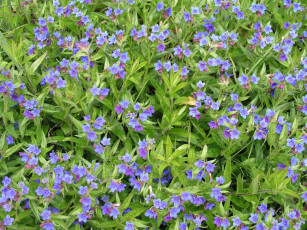 Картинка цветы луговые полевые