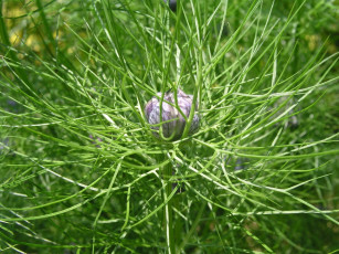 Картинка цветы нигелла