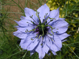 Картинка цветы нигелла