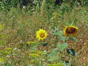 Картинка цветы подсолнухи
