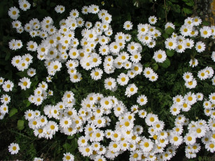 Картинка цветы ромашки