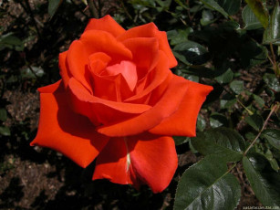 Картинка цветы розы