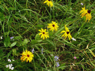 Картинка цветы рудбекия