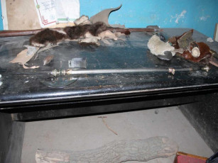 Картинка мастер геннадий веклюк оружие