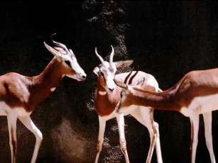 Картинка животные антилопы