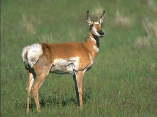 Картинка животные антилопы