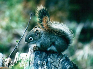 Картинка животные белки