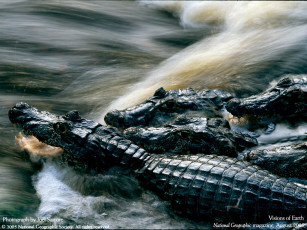 Картинка животные крокодилы