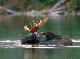 Картинка животные лоси