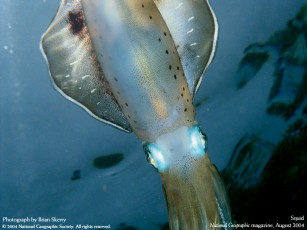 Картинка животные морская фауна