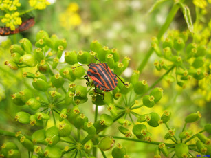 Картинка животные насекомые