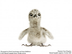 Картинка животные птицы