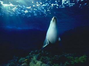 Картинка животные тюлени морские львы котики