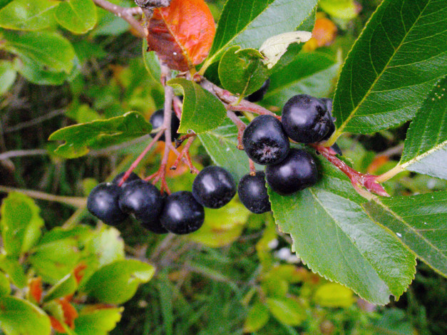 Обои картинки фото 