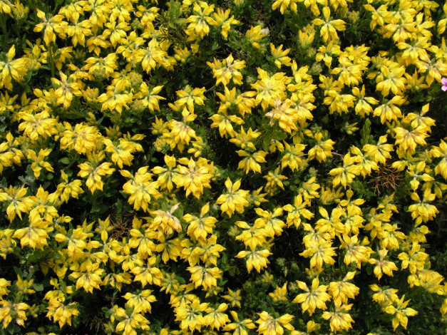 Обои картинки фото цветы