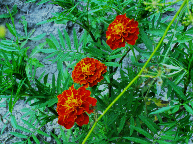 Обои картинки фото цветы, бархатцы