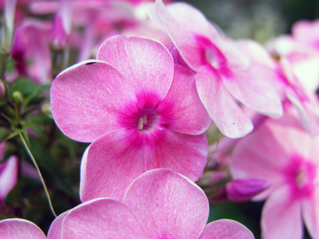 Обои картинки фото цветы, флоксы