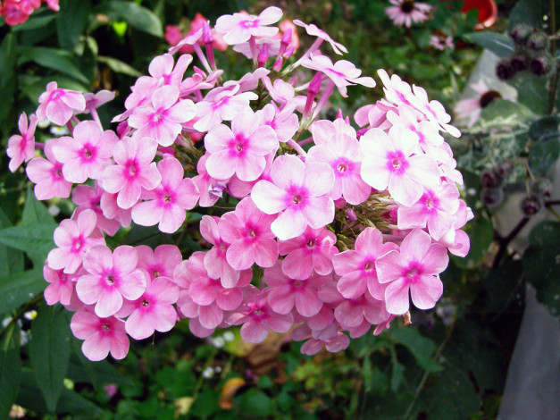 Обои картинки фото цветы, флоксы