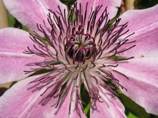 Обои картинки фото цветы, клематис, ломонос