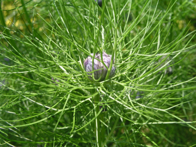 Обои картинки фото цветы, нигелла