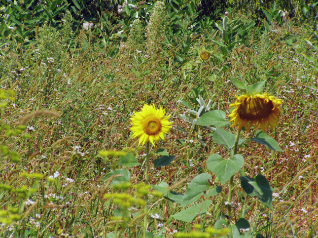 Обои картинки фото цветы, подсолнухи