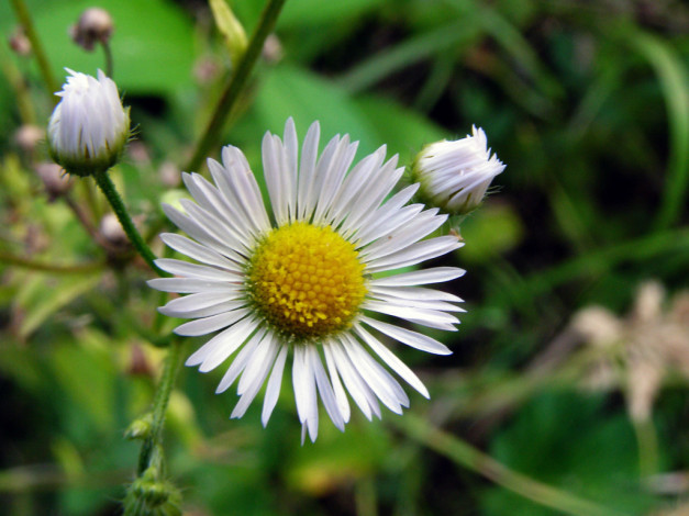 Обои картинки фото цветы, ромашки