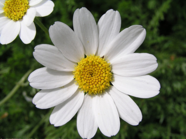 Обои картинки фото цветы, ромашки