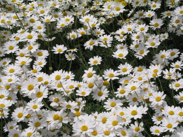 Обои картинки фото цветы, ромашки