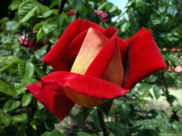 Обои картинки фото цветы, розы