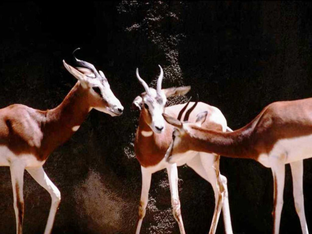 Обои картинки фото животные, антилопы