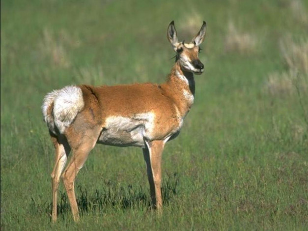 Обои картинки фото животные, антилопы