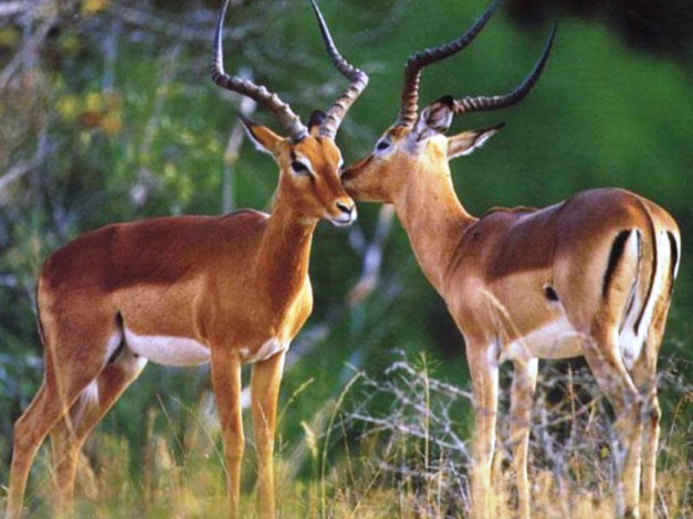 Обои картинки фото животные, антилопы