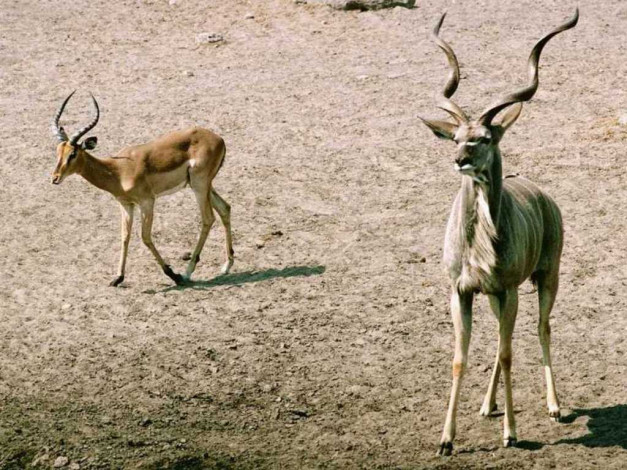 Обои картинки фото животные, антилопы