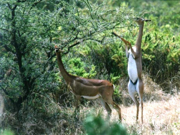 Обои картинки фото животные, антилопы