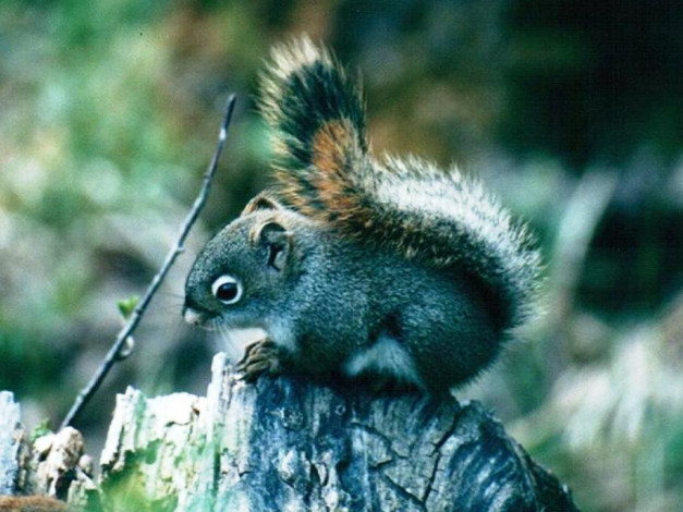 Обои картинки фото животные, белки