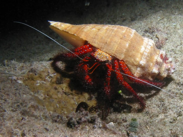 Обои картинки фото животные, крабы, раки