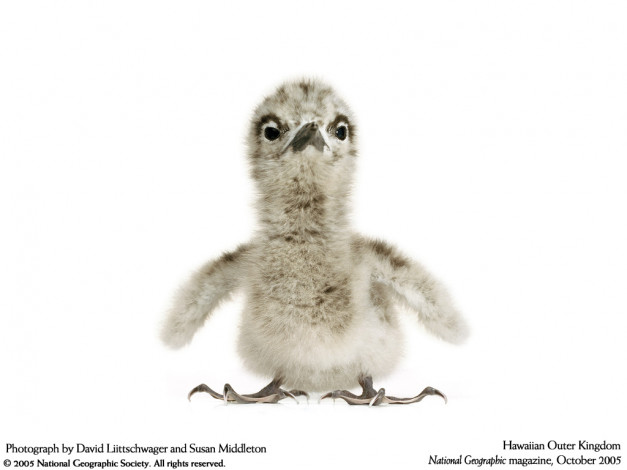 Обои картинки фото животные, птицы