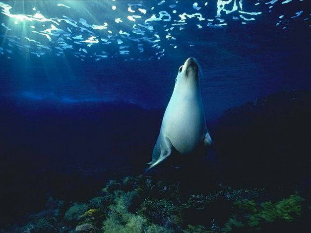 Обои картинки фото животные, тюлени, морские, львы, котики