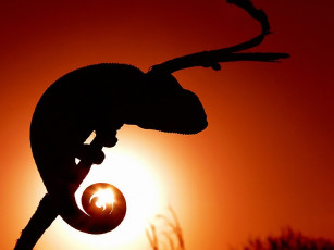 Картинка by viskomp животные хамелеоны