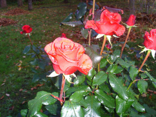 Картинка цветы розы