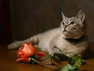 Картинка муравна авт tanay животные коты