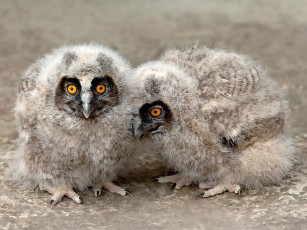 Картинка не трус но боюсь авт андрей шеремет животные совы