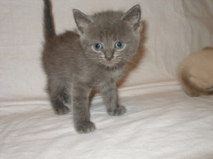 Картинка животные коты