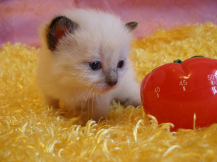 Картинка животные коты