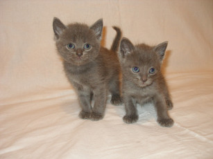 Картинка животные коты