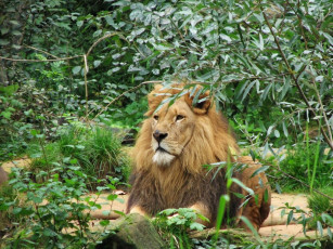 Картинка животные львы