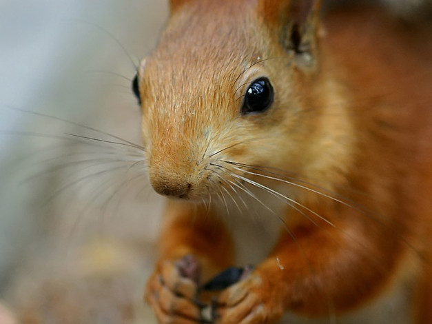 Обои картинки фото авт, romashkina, животные, белки
